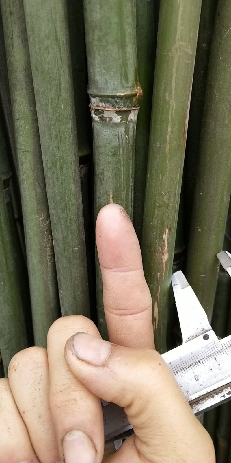 菜架竹竿豆角扦