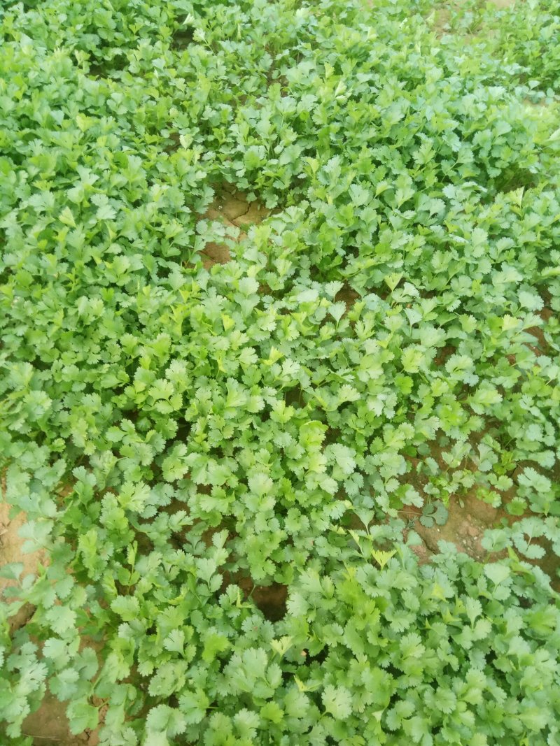 香菜，菠菜