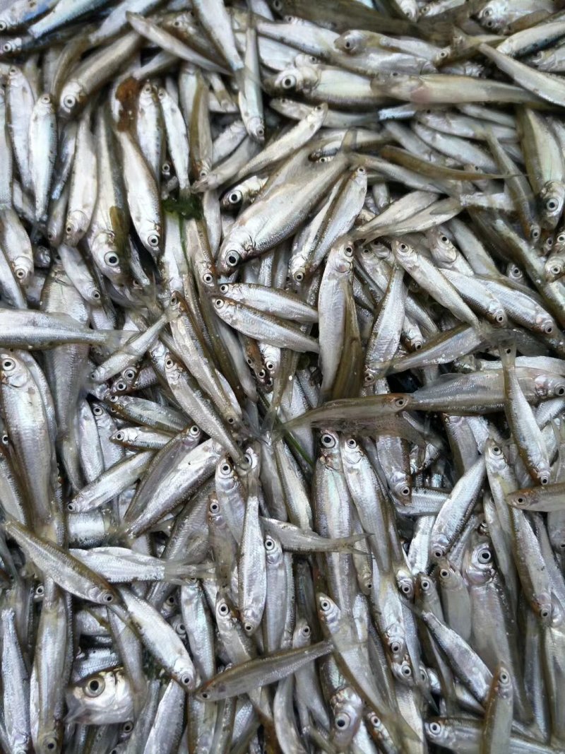 小白条