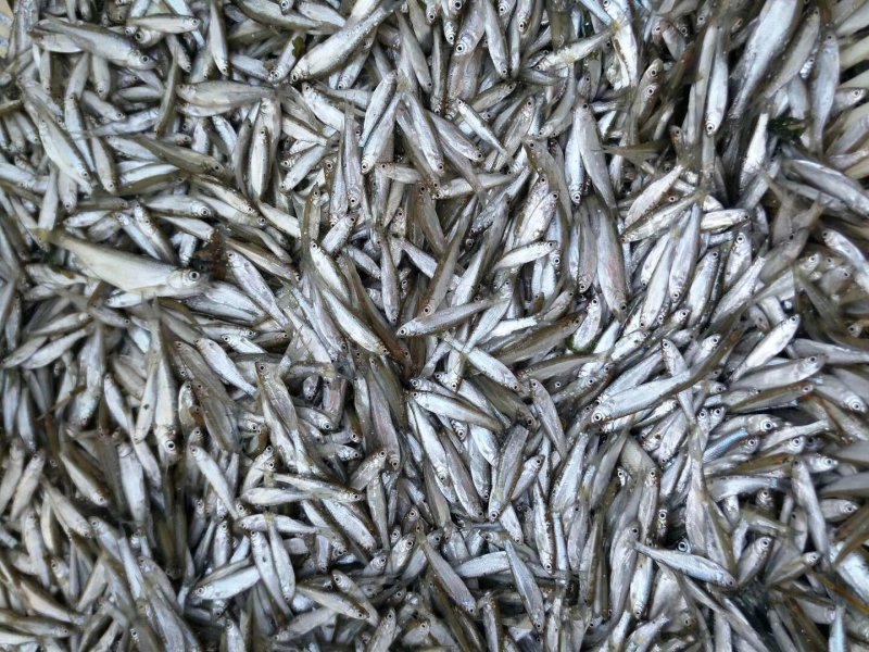 小白条