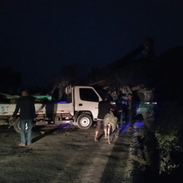 成都九公分高杆桂花树西南桂花基地
