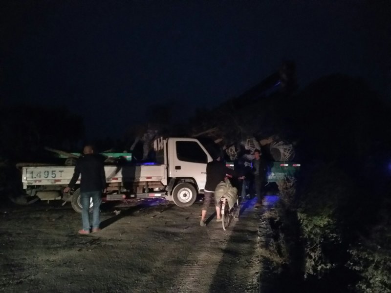 成都九公分高杆桂花树西南桂花基地