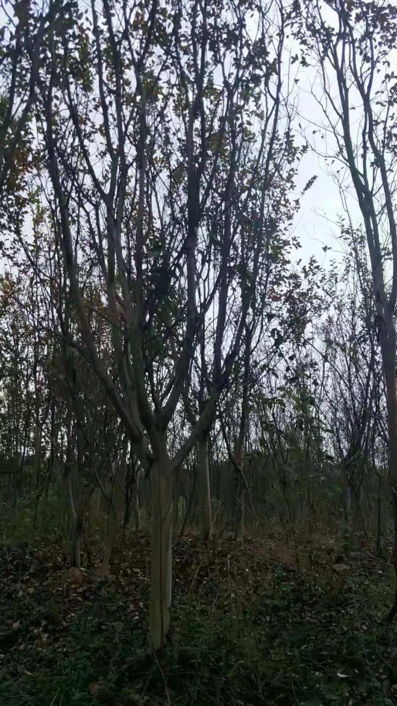 红花建生紫薇
