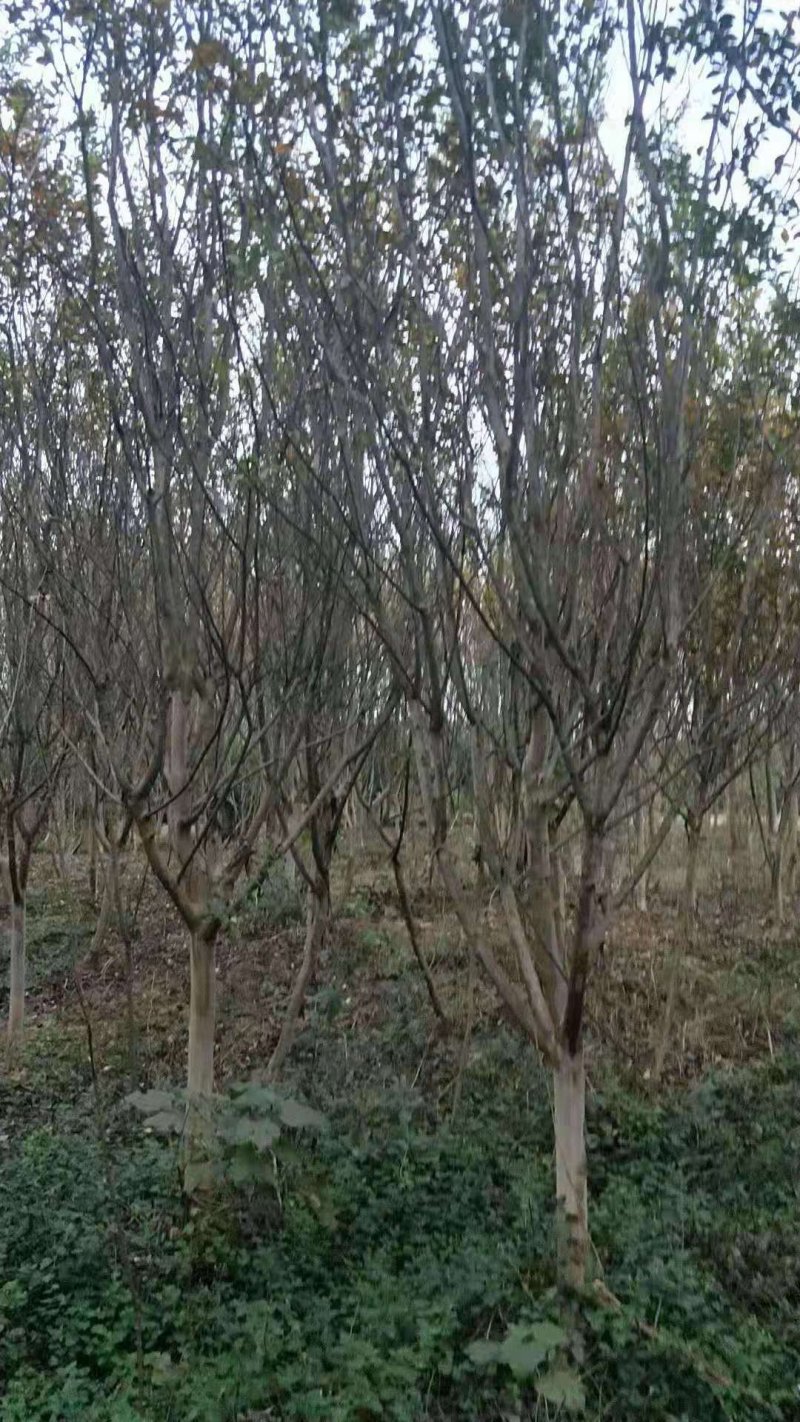 红花建生紫薇
