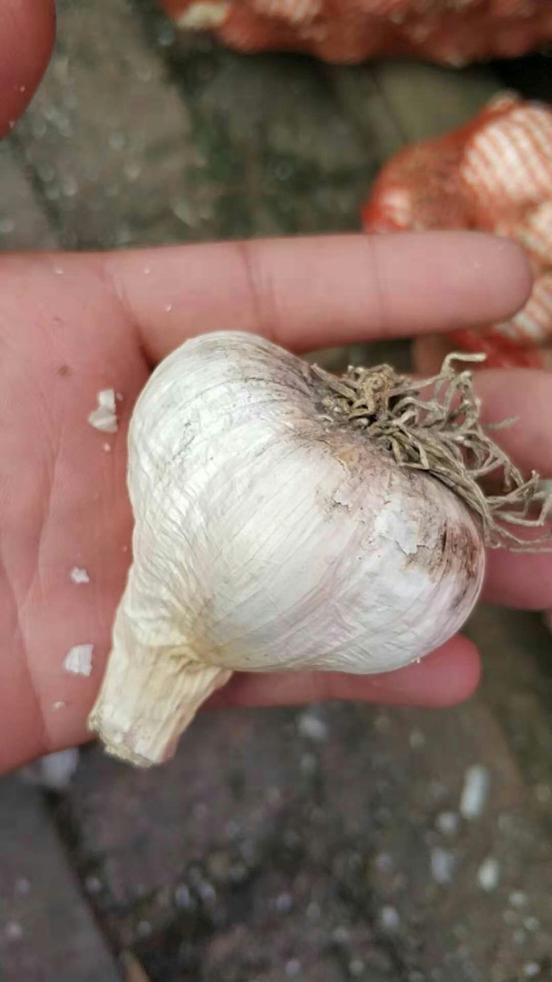 白皮蒜5.5cm~6cm干蒜