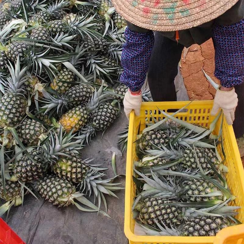 凤梨海南海南17号凤梨基地直销9斤包邮