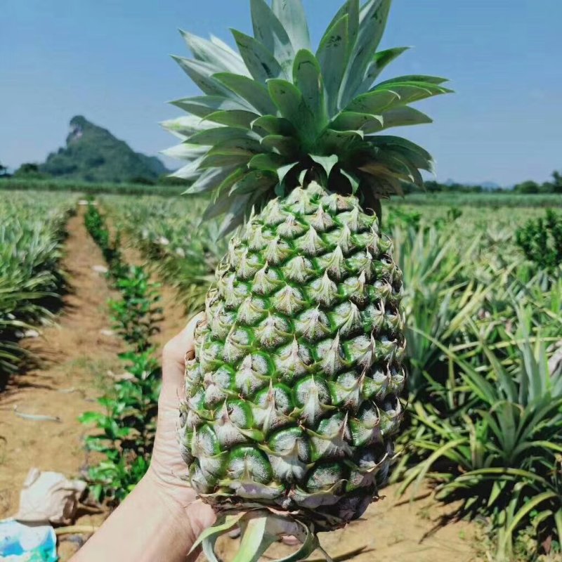 凤梨海南海南17号凤梨基地直销9斤包邮