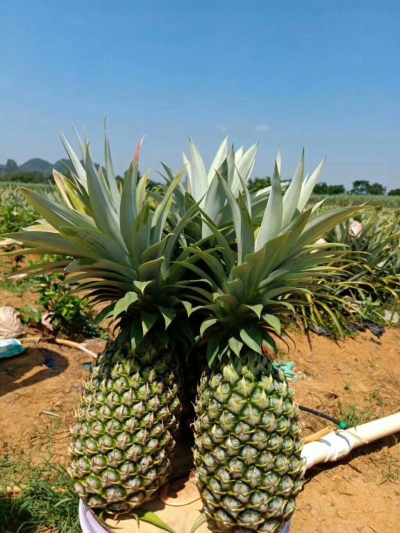 凤梨海南海南17号凤梨基地直销9斤包邮