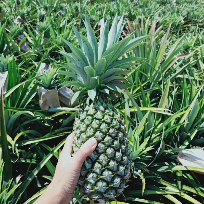 凤梨海南海南17号凤梨基地直销9斤包邮