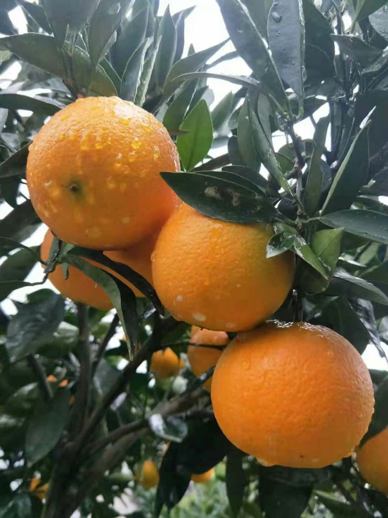 脐橙，，，，，，，，，，，，，。，，，，，，，