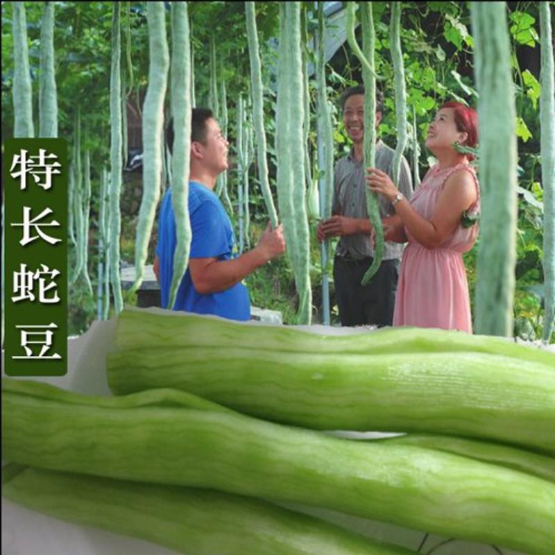 潍坊寿光蛇豆种子原种杂交