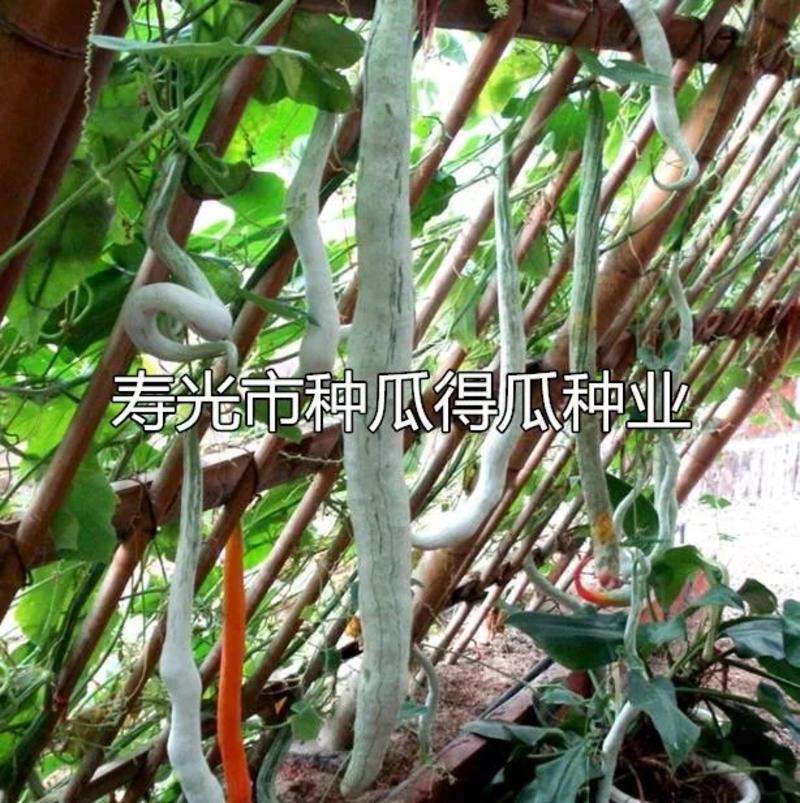 潍坊寿光蛇豆种子原种杂交