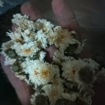 太阳菊，，烘干货，无杂志，