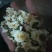 太阳菊，，烘干货，无杂志，