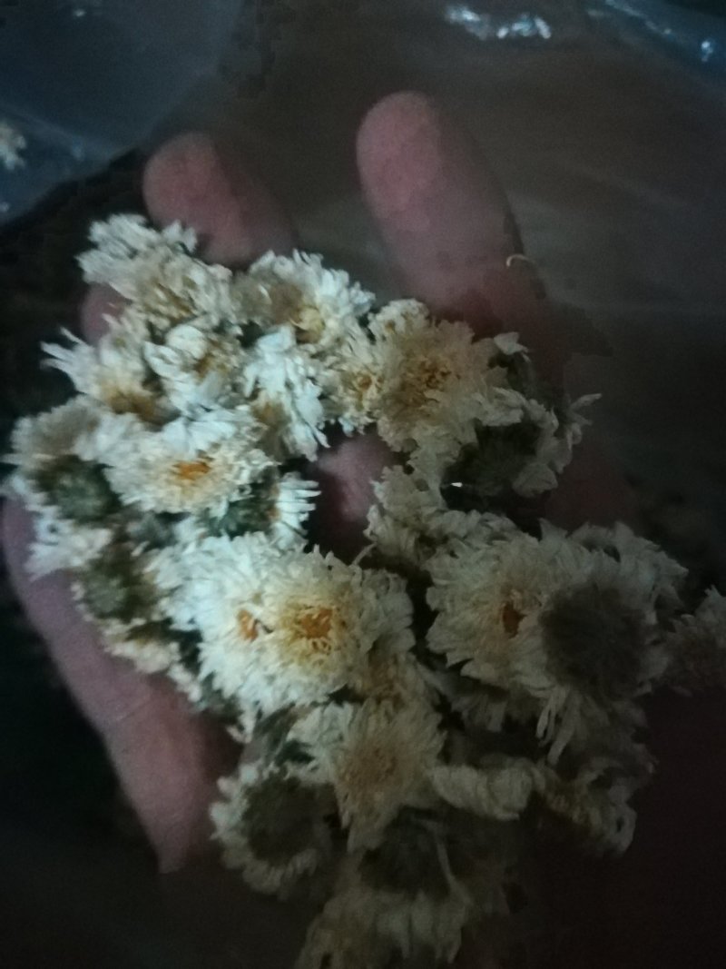 太阳菊，，烘干货，无杂志，