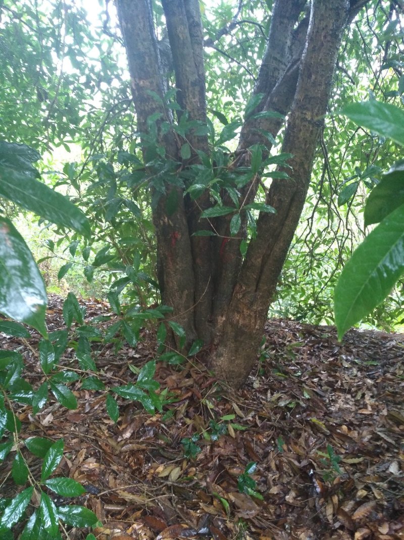 丛生桂花15-20-30-40-50-70公分各规格树