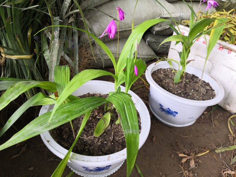 紫花三叉白芨种苗盆景苗多年生景观绿化欢迎来电
