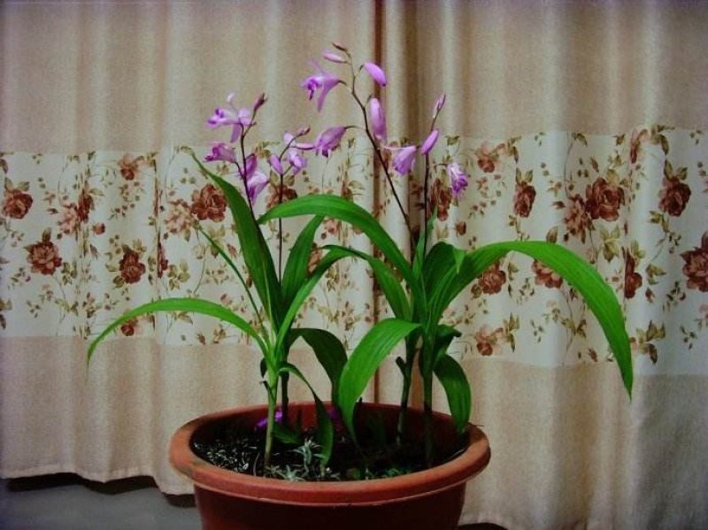 紫花三叉白芨种苗盆景苗多年生景观绿化欢迎来电
