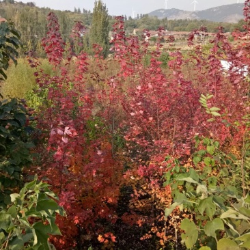 黄栌