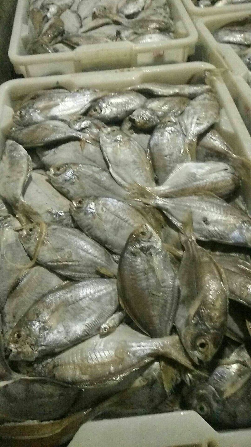 冰鲜鱼，黄尾鱼，鲨鱼，白鱼，沙尖鱼，鱿鱼鲈鱼三牙，瓜子鱼