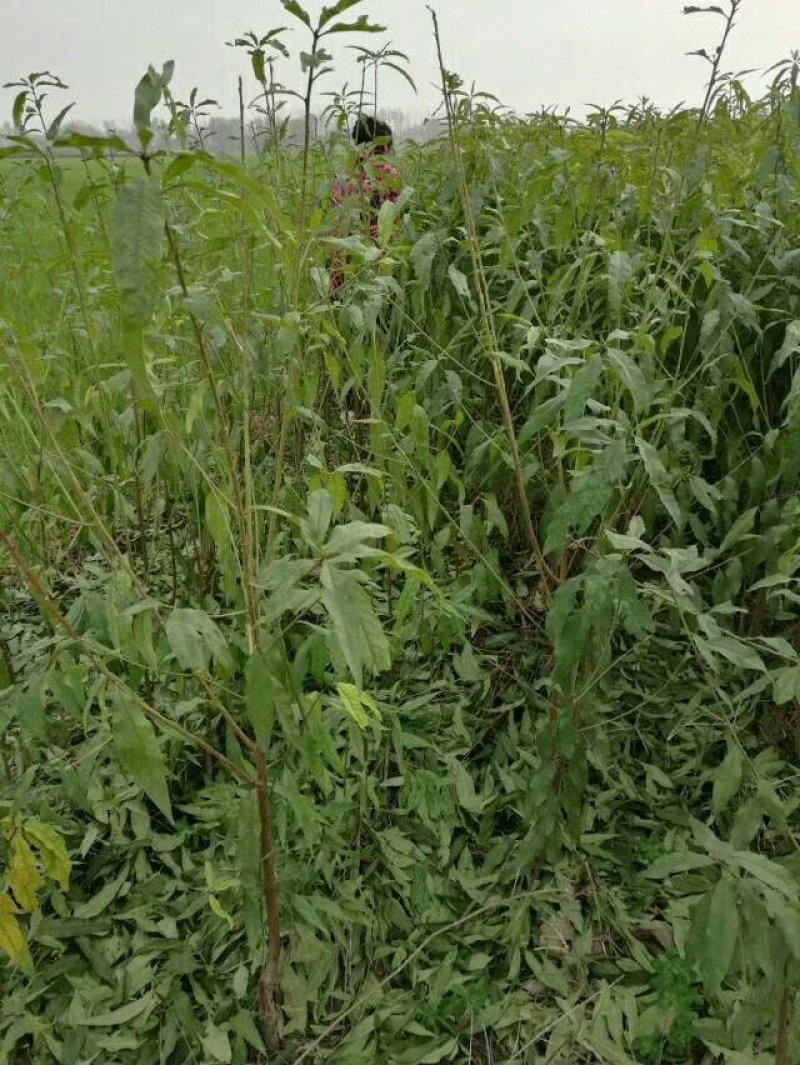 桃树苗！毛桃苗各规格齐全！嫁接绿化占地土球裸根均可，
