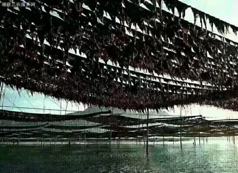 头水紫菜