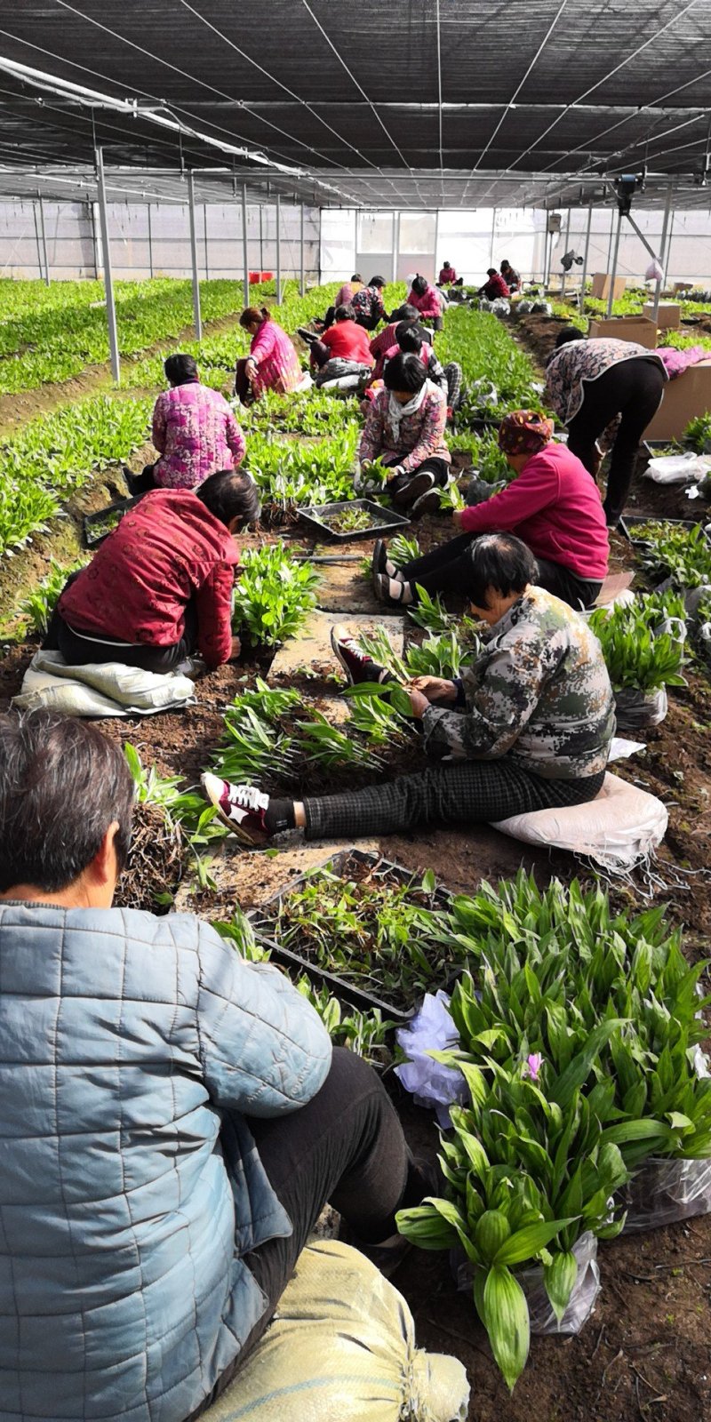 白芨种苗