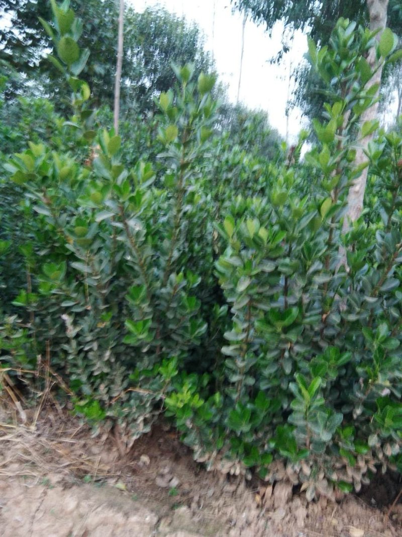 供应黄杨量大河南洛阳