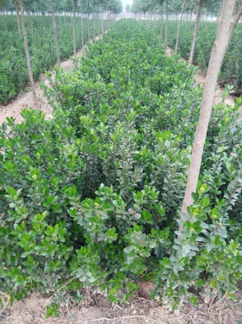 供应黄杨量大河南洛阳