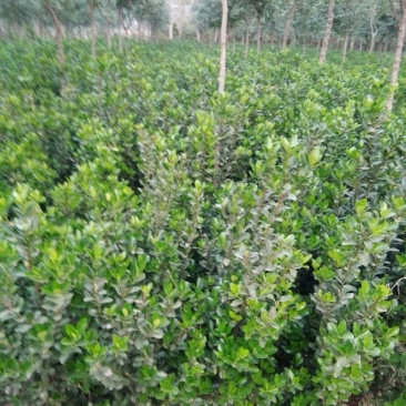 供应黄杨量大河南洛阳