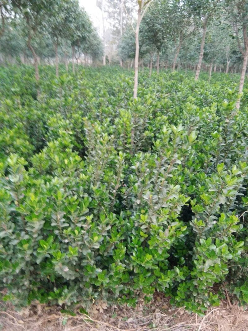 供应黄杨量大河南洛阳