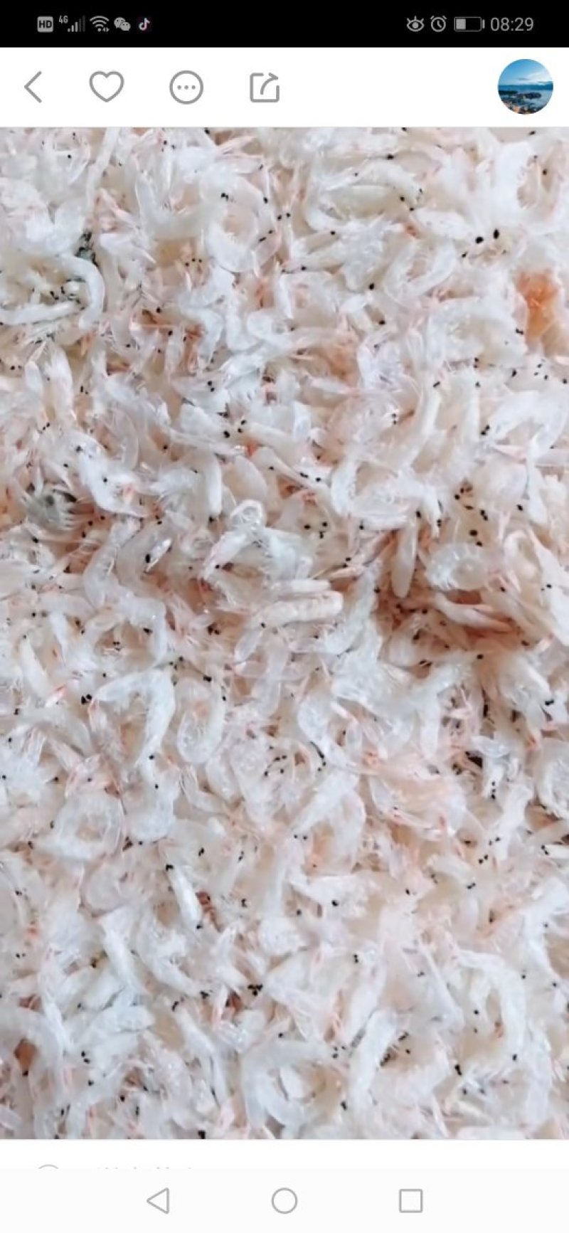 淡干虾皮