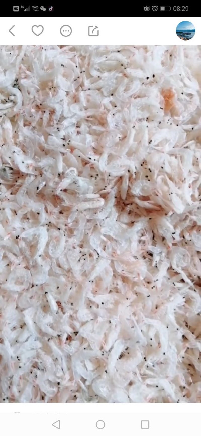淡干虾皮