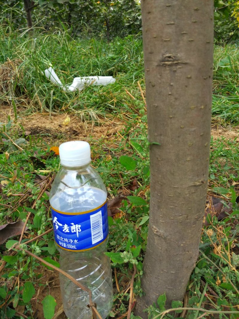 六年生大梨树10元每棵