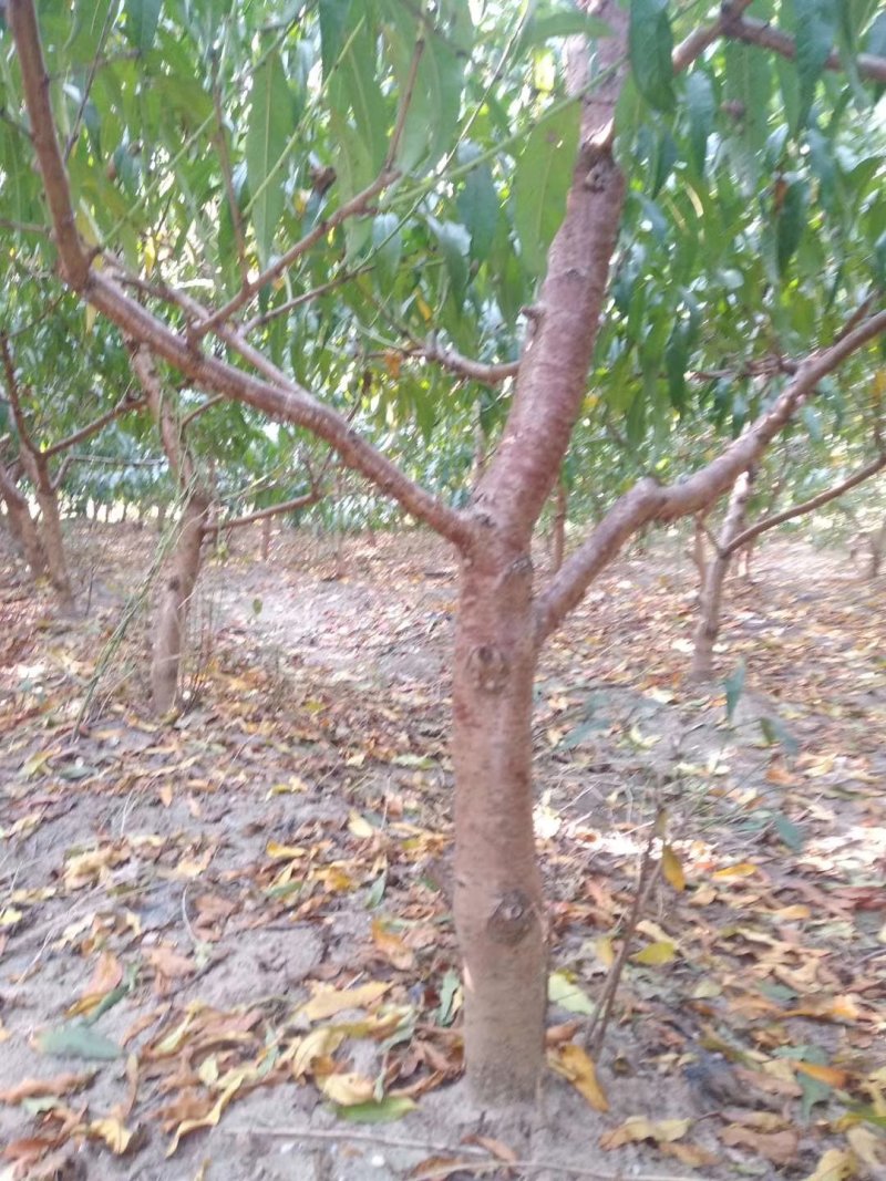 大量出售占地桃树678910