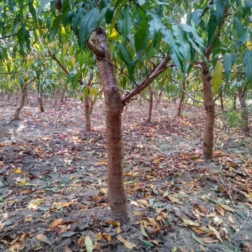 大量出售占地桃树678910