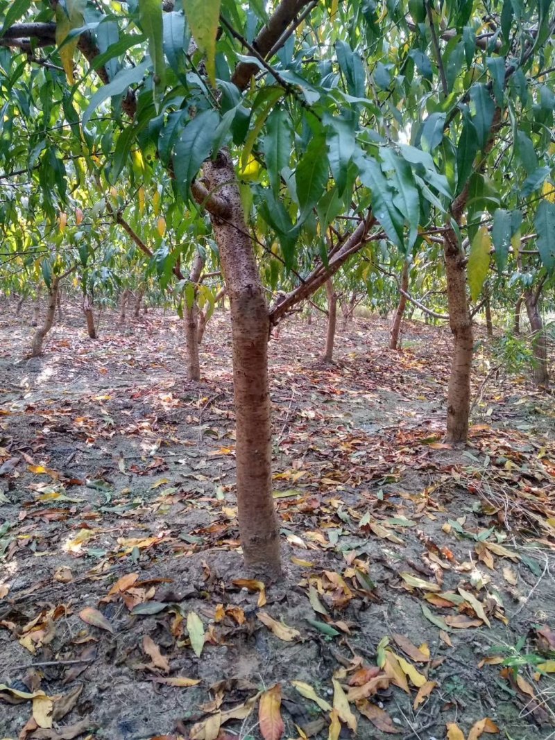 大量出售占地桃树678910