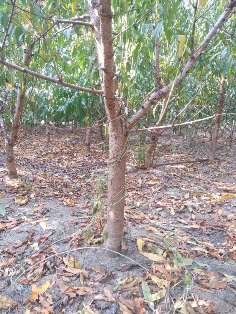 大量出售占地桃树678910