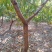 大量出售占地桃树678910
