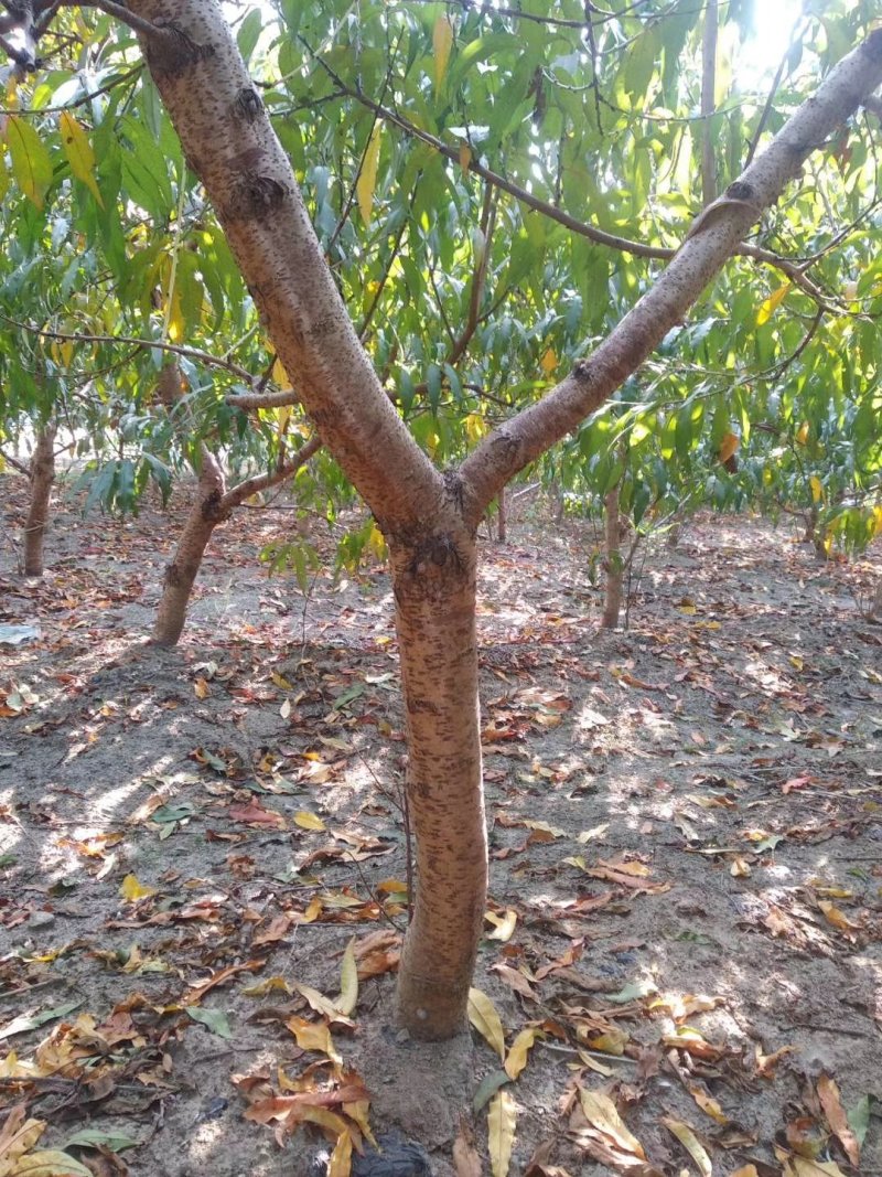 大量出售占地桃树678910