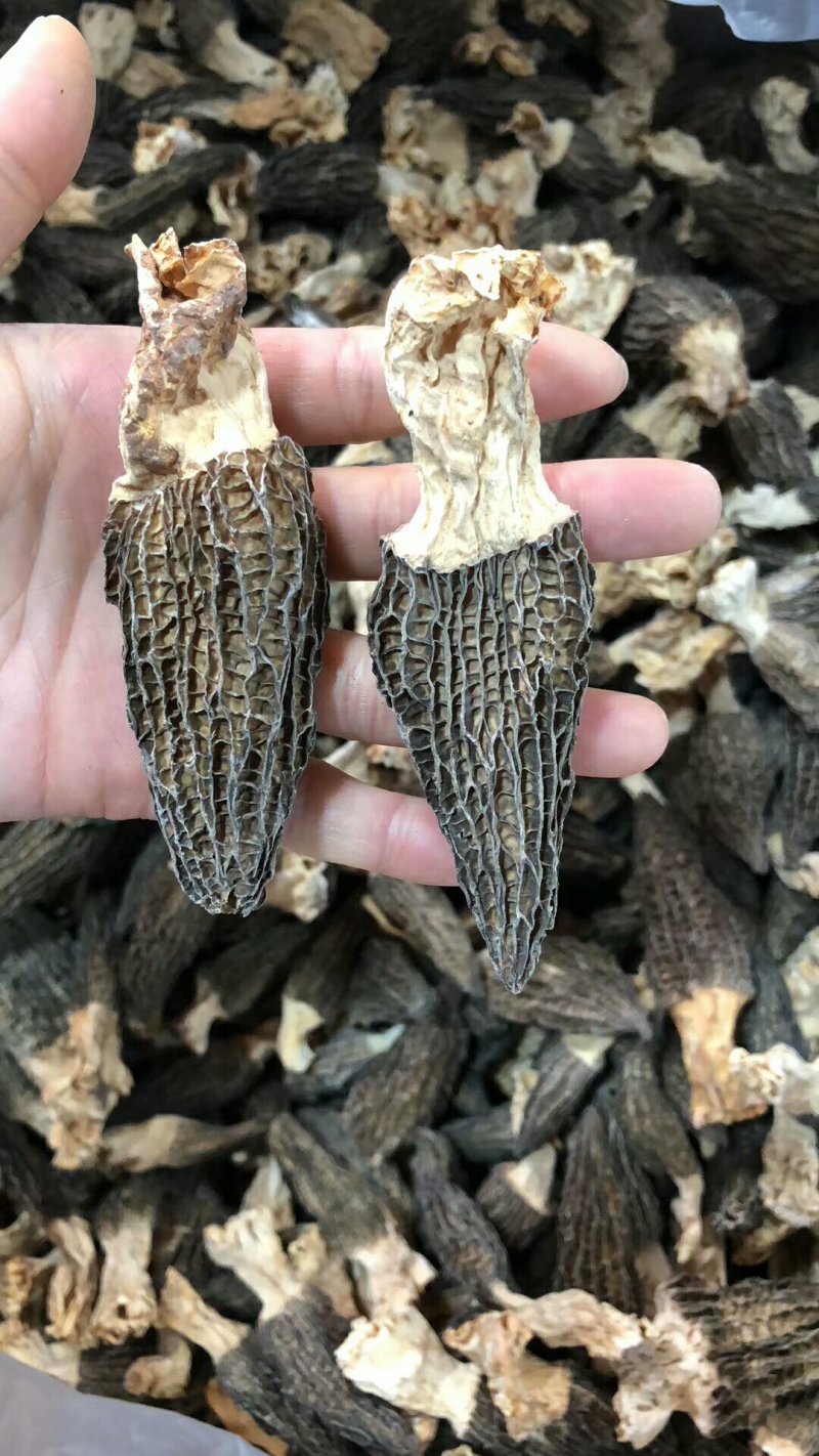 云南香格里拉野生羊肚菌