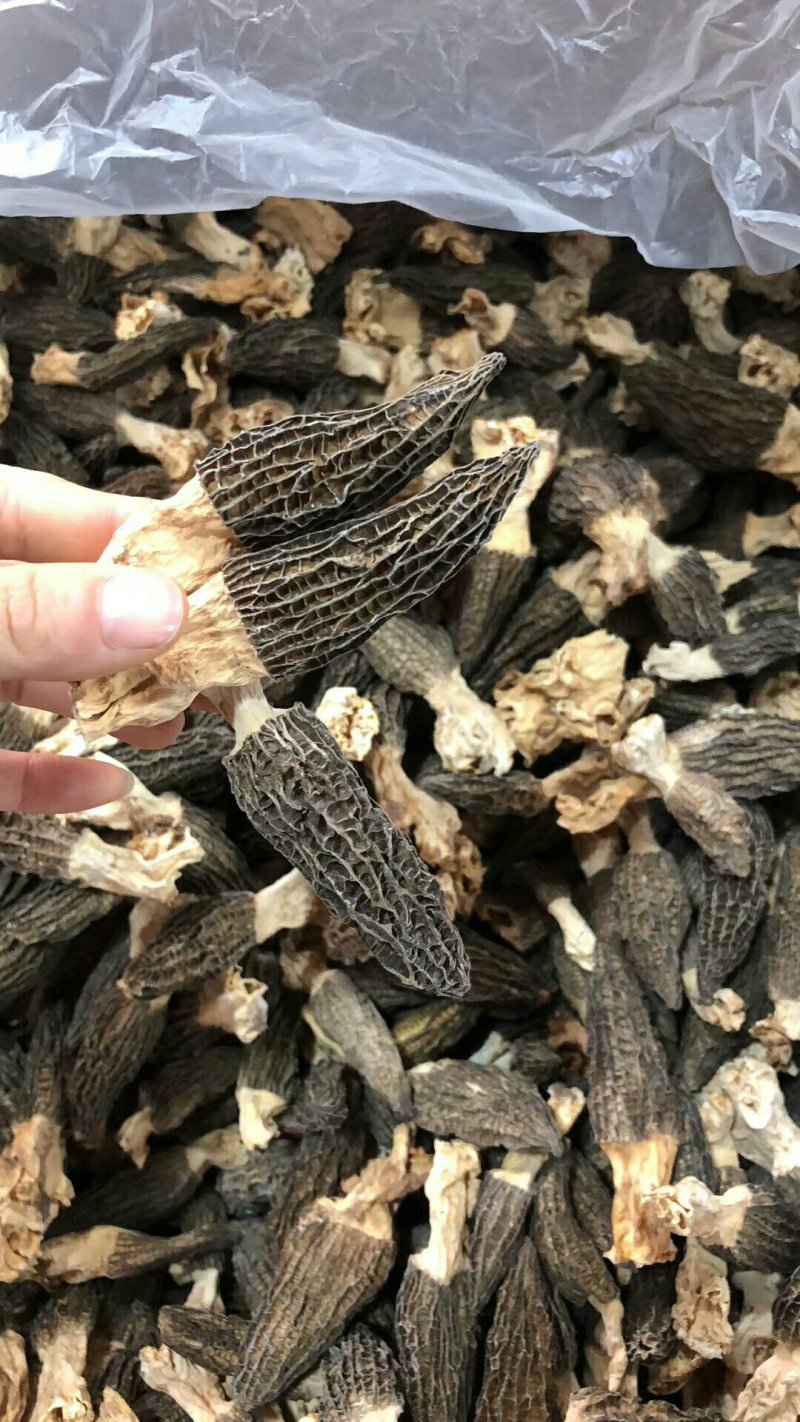 云南香格里拉野生羊肚菌