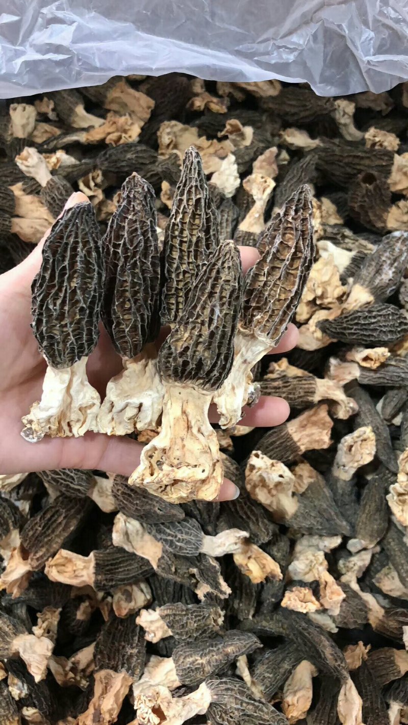 云南香格里拉野生羊肚菌