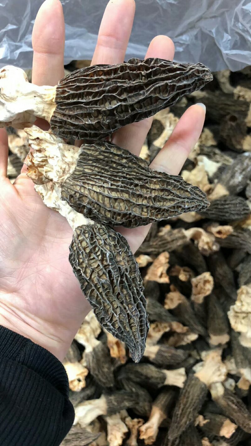 云南香格里拉野生羊肚菌