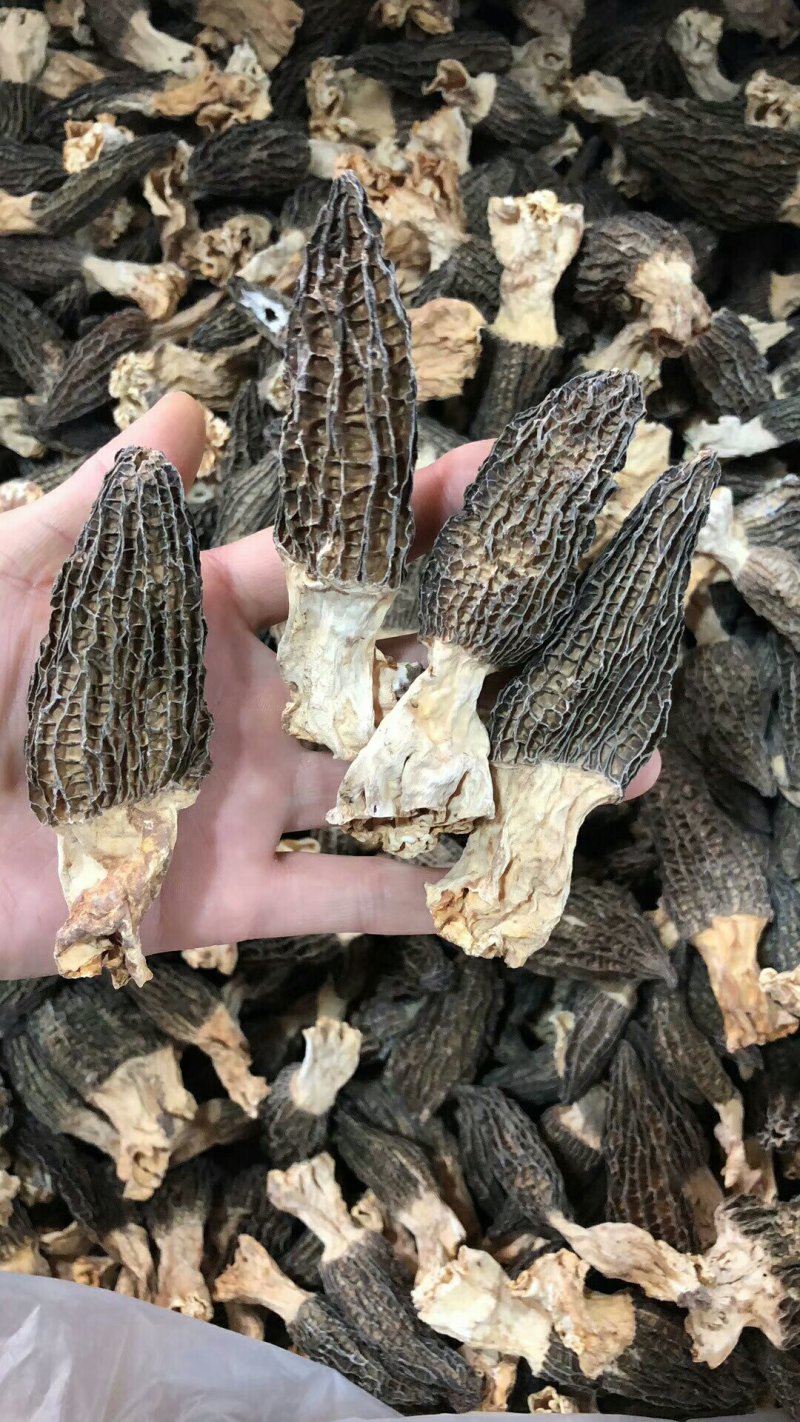 云南香格里拉野生羊肚菌