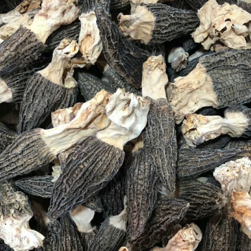 云南香格里拉野生羊肚菌