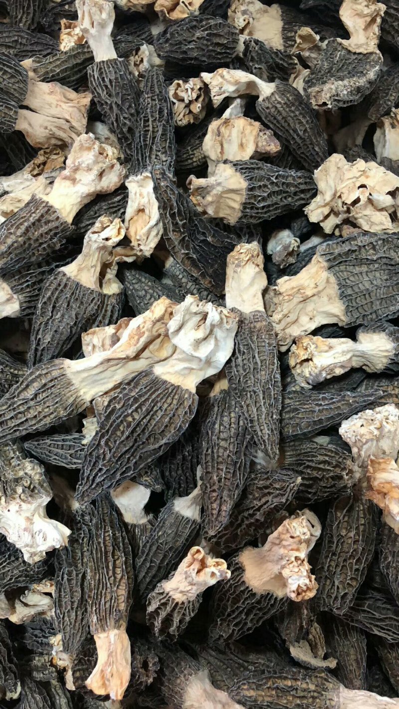 云南香格里拉野生羊肚菌