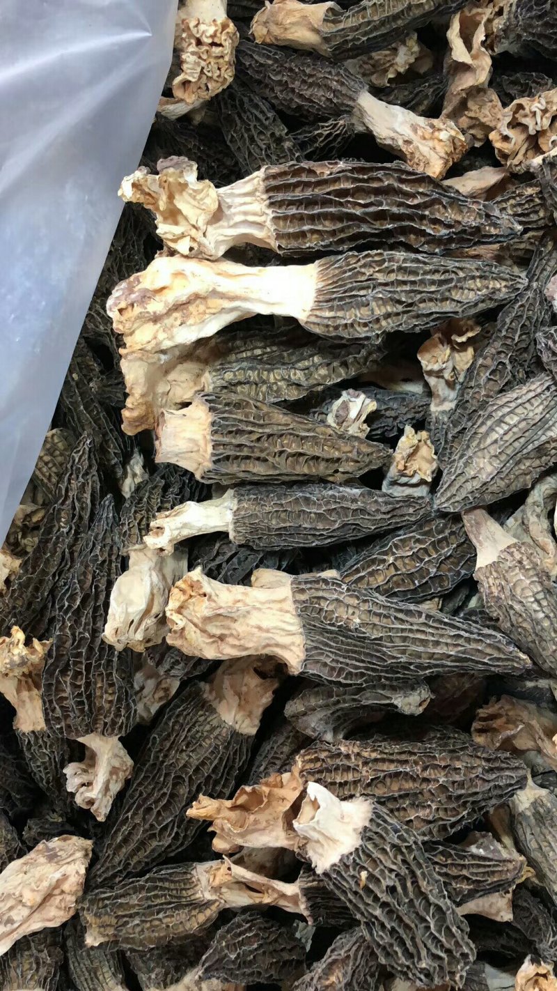 云南香格里拉野生羊肚菌