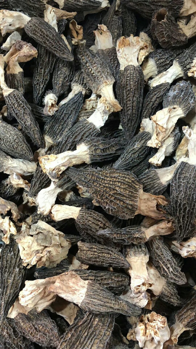 云南香格里拉野生羊肚菌