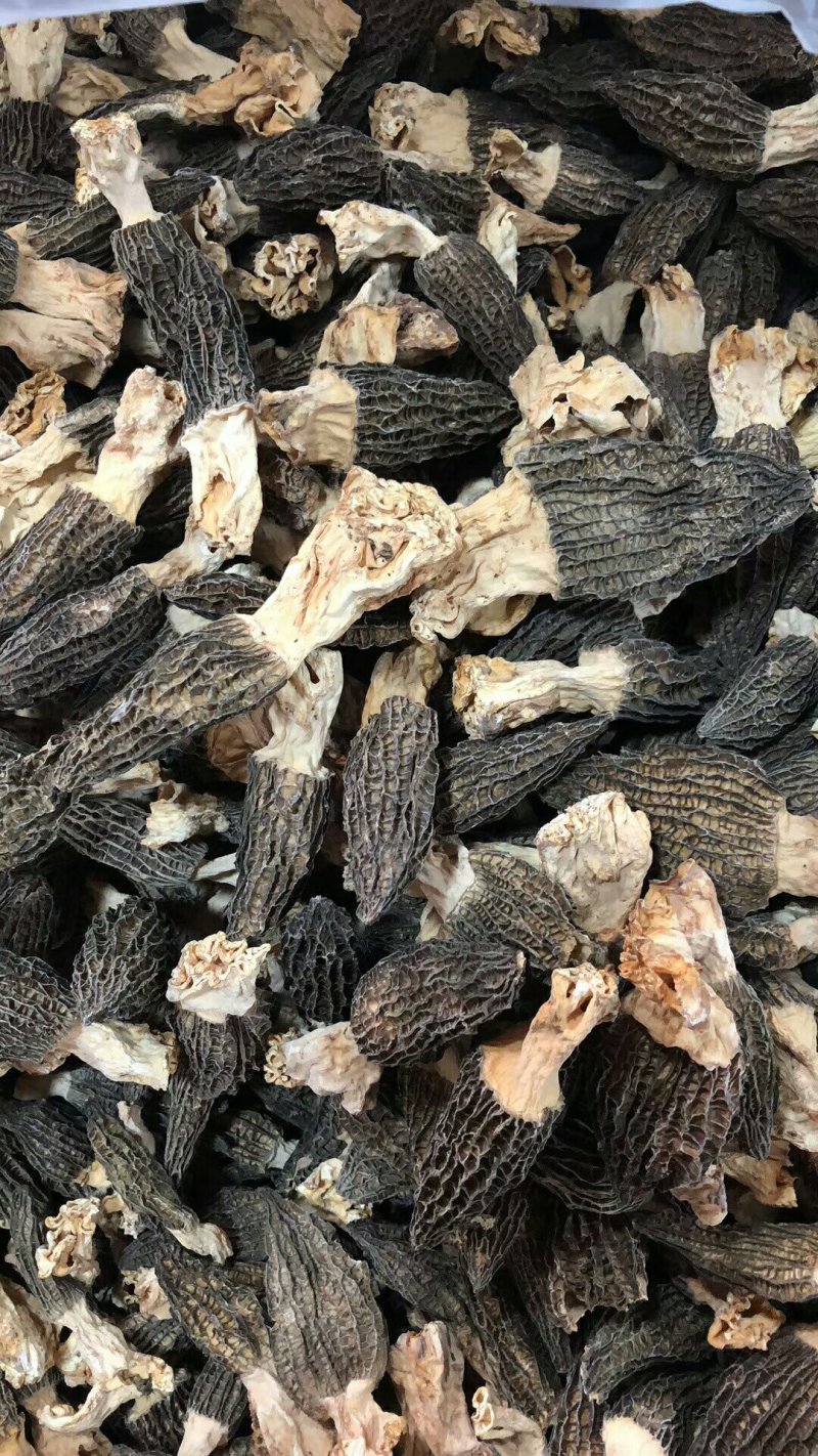 云南香格里拉野生羊肚菌